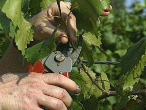 pruning vines